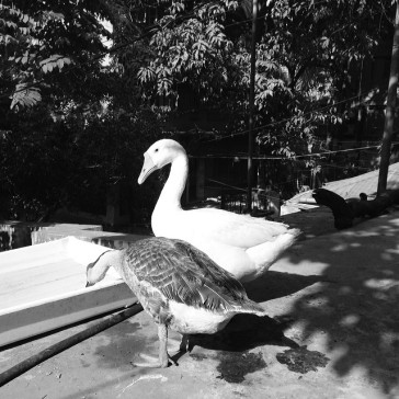 Ducks_012