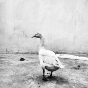 Ducks_013